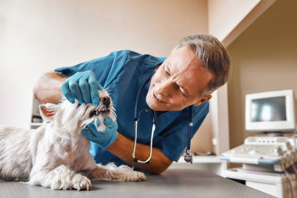 Best Chipped Tooth Repair Near Me  in Great Falls, VA